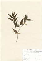 藏品(臺灣油點草)的圖片